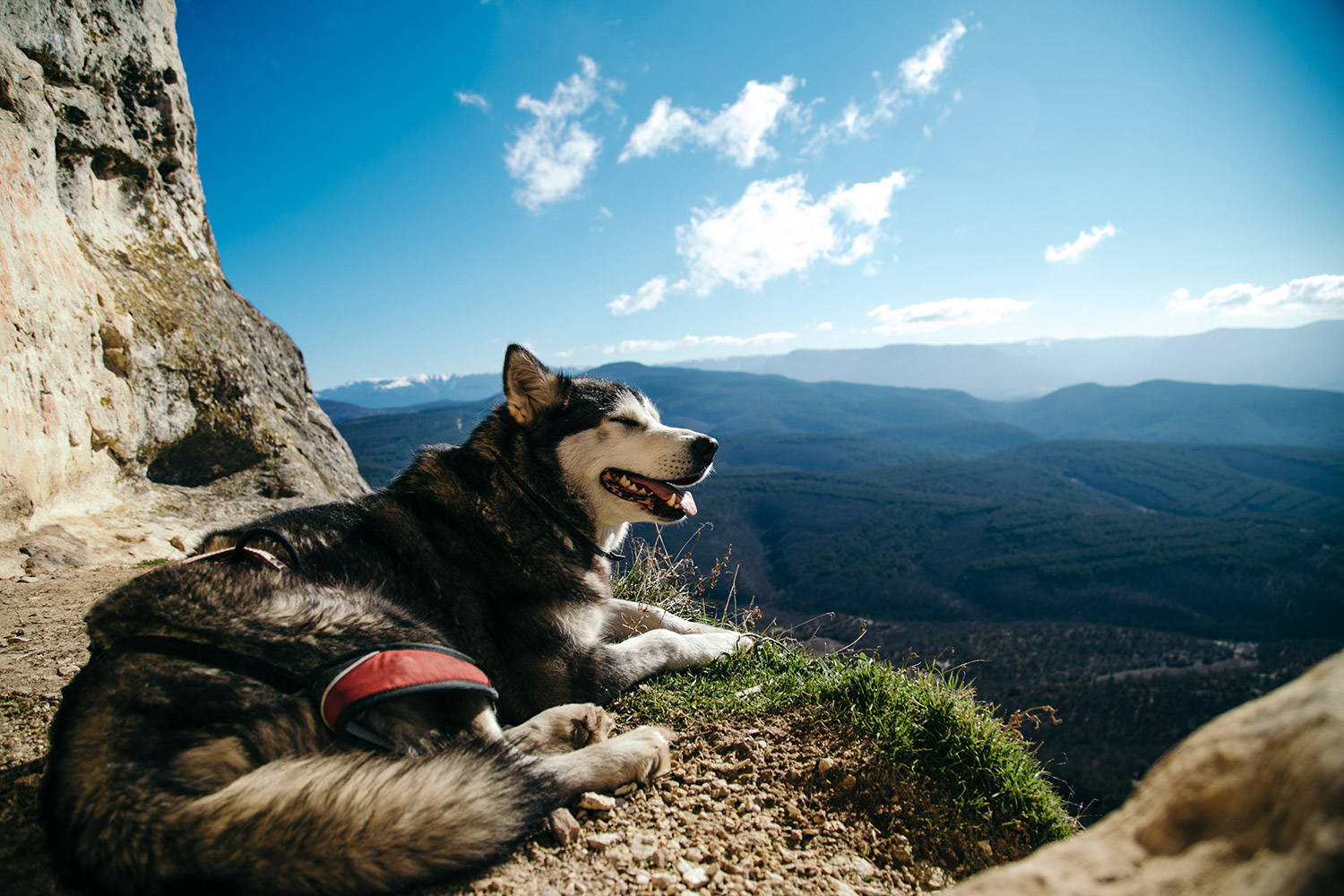 hund-entspannt-am-berg.jpg